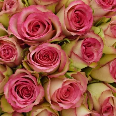 Kytice 35 žíhaných růží GLOW! 50cm