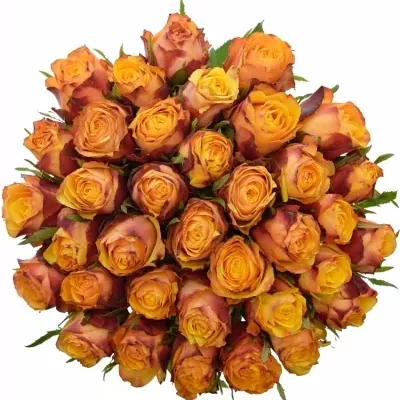 Kytice 35 žíhaných růží GRANADA 40cm