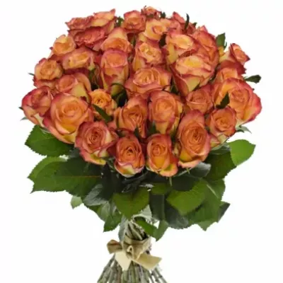 Kytice 35 žíhaných růží HIGH & MAGIC 40cm