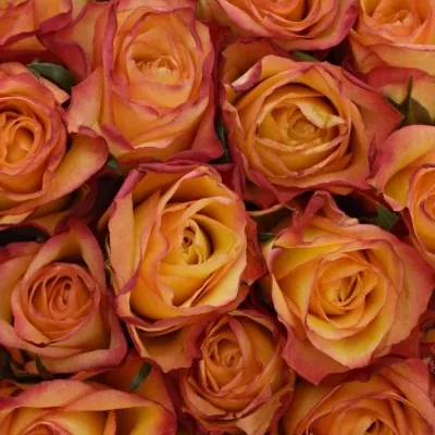 Kytice 35 žíhaných růží HIGH & MAGIC 40cm