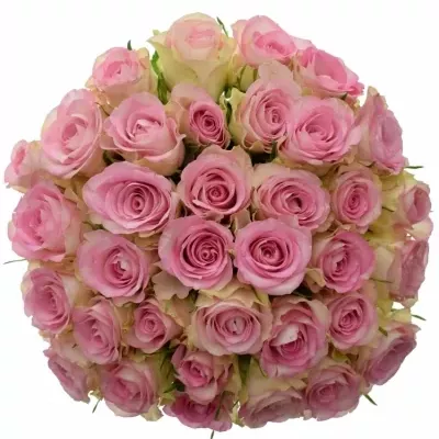 Kytice 35 žíhaných růží LOVELY JEWEL 50cm