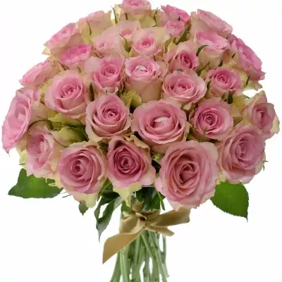 Kytice 35 žíhaných růží LOVELY JEWEL 40cm