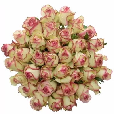 Kytice 35 žíhaných růží MONET 50cm