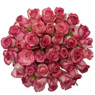 Kytice 35 žíhaných růží MYSTELLE 50cm
