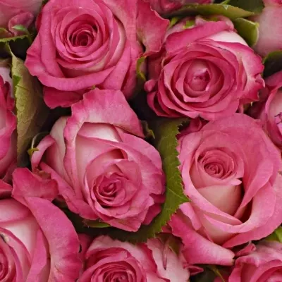 Kytice 35 žíhaných růží N-JOY 70cm