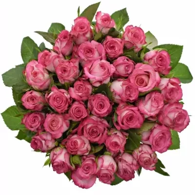 Kytice 35 žíhaných růží N-JOY 40cm