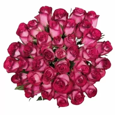 Jednodruhová kytice 35 žíhaných růží NICOLETTA 40 cm