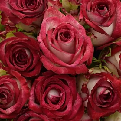 Kytice 35 žíhaných růží PARADISO 40cm