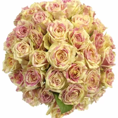 Kytice 35 žíhaných růží SWEET HARLEQUIN 50cm