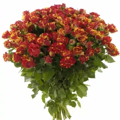 Kytica 35 žíhaných trsových ruží FIRE FLASH