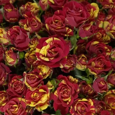 Kytice 35 žíhaných trsových růží FIRE FLASH