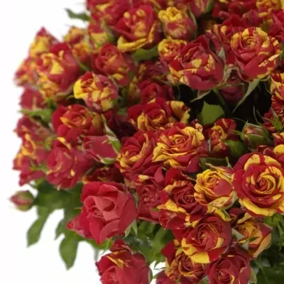 Kytica 35 žíhaných trsových ruží FIRE FLASH