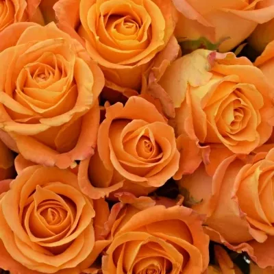 Kytice 35 žlutooranžových růží MORNING SUN 40cm