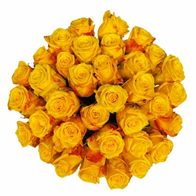 Kytice 35 žlutých růží CANDLELIGHT 70 cm
