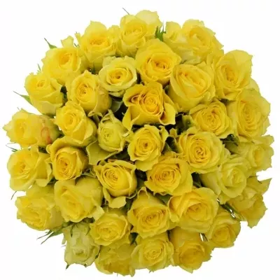 Kytice 35 žlutých růží GOLDEN TOWER 60 cm