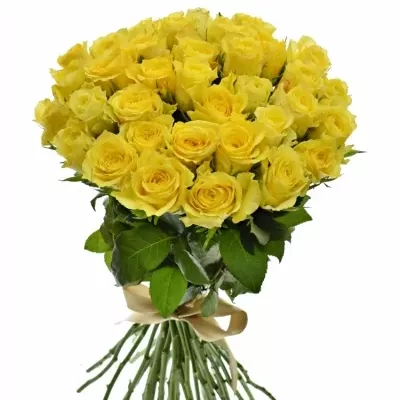 Kytice 35 žlutých růží GOLDEN TOWER 60 cm