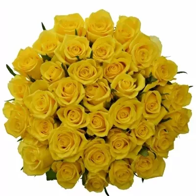Kytice 35 žlutých růží JACKPOT 50cm