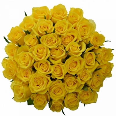 Kytice 35 žlutých růží JACKPOT 100cm