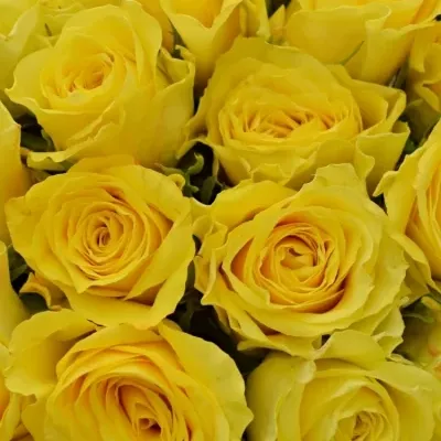 Kytice 35 žlutých růží LIMELIGHT