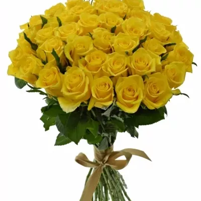 Kytice 35 žlutých růží MOONWALK 50 cm