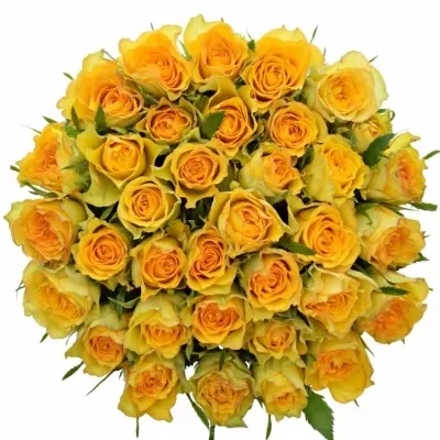 Kytice 35 žlutých růží PACO! 70cm