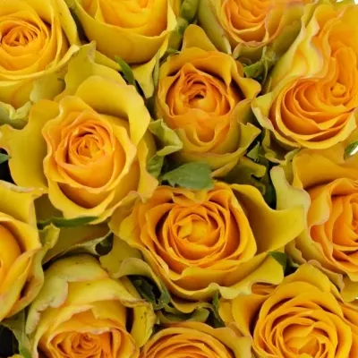 Kytice 35 žlutých růží PACO! 50cm