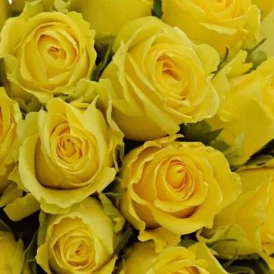 Kytice 35 žlutých růží Penny Lane 50cm