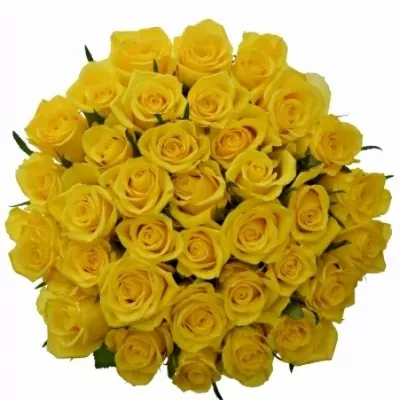 Kytice 35 žlutých růží SONRISA 60cm