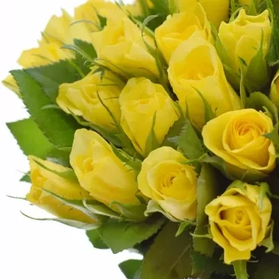 Kytice 35 žlutých růží SUNNY SHER 25cm