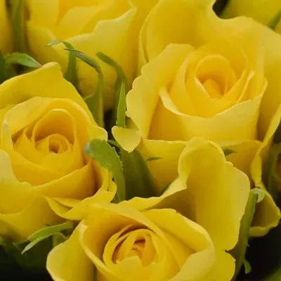 Kytice 35 žlutých růží SUNNY SHER 25cm