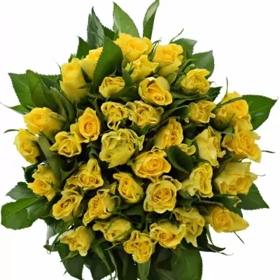Kytice 35 žlutých růží SUNNY SHER 40cm
