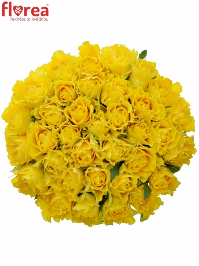 Kytice 35 žlutých růží VIVA 60cm
