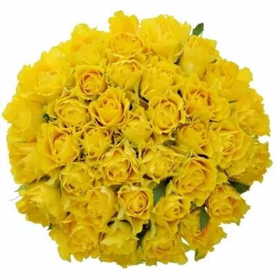 Kytice 35 žlutých růží VIVA