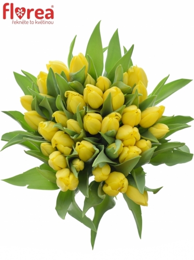 Kytica 35 žltých tulipánov STRONG GOLD