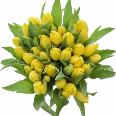 Kytice 35 žlutých tulipánů NOVI SUN 40cm