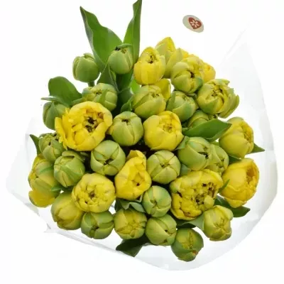 Kytice 35 žlutých tulipánů YELLOW POMPENE 38cm