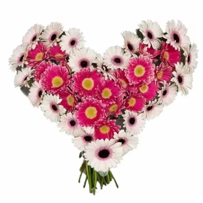 Srdce 40 vícebarevných gerber mini CHRISTA 45 cm