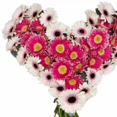 Kytice 40 vícebarevných gerber mini CHRISTA