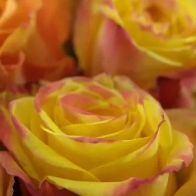 Kytice 45 míchaná EUFEMIA 50cm