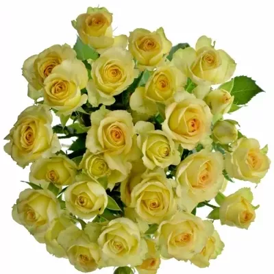 Kytica 5 trsových ruží Estevan 50cm