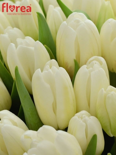 Kytice 50 bílých tulipánů ROYAL VIRGIN 35cm