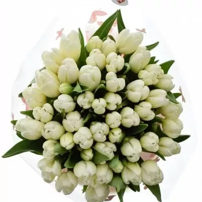 Jednodruhová kytice 50 bílých tulipánů VIRGIN 35 cm