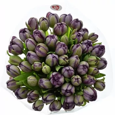 Kytice 50 fialových tulipánu ALICANTE