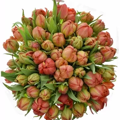 Kytice 50 oranžových tulipánů VIKING