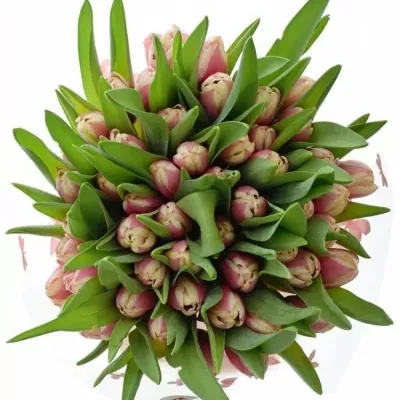 Kytice 50 růžových tulipánů LIFESTYLE 40cm