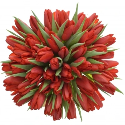 Kytice 50 tulipánů SEADOV