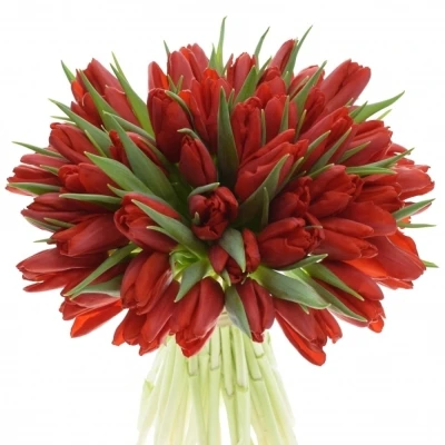 Kytice 50 tulipánů SEADOV