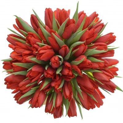 Kytice 50 tulipánů SEADOV