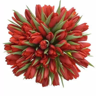 Jednodruhová kytice 50 červených tulipánů 30 cm