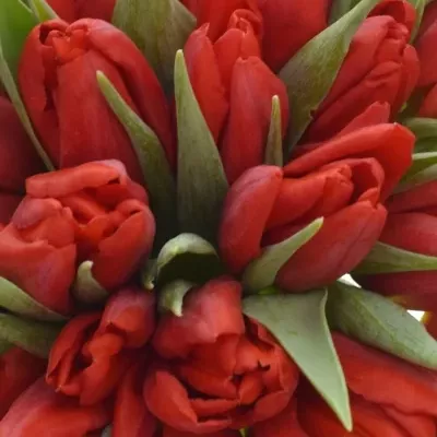 Kytice 50 tulipánů SEADOV